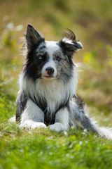 Border Collie