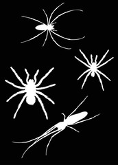 four isolated white spiders illustration