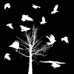 Obrazy na Szkle  białe nagie drzewa i wrony sylwetki odizolowane na czarno