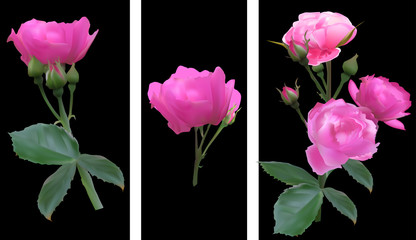 pink rose flowers set isolated on black