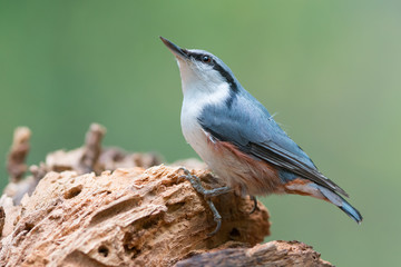 Eurasian nuthatch
