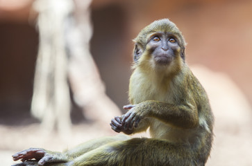 Sitting northern talapoin