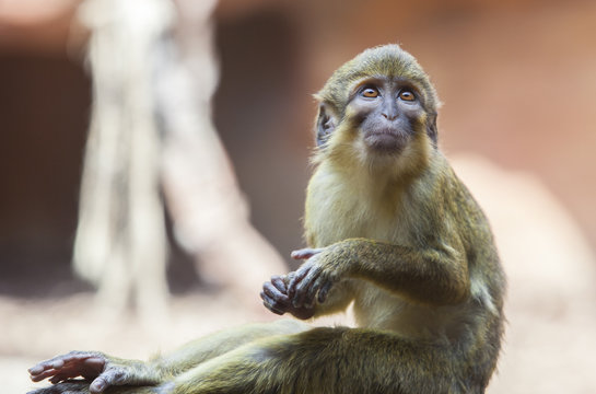Sitting northern talapoin