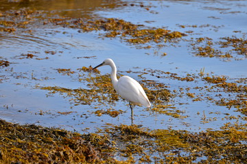 Aigrette blanche