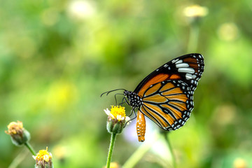 Fototapeta na wymiar Closeup butterfly on flower