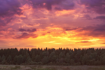 Majestic fiery sunset over forest in rural area