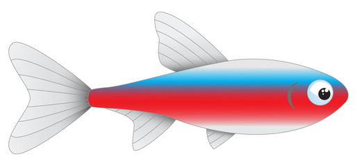 Cardinal tetra aquarium fish isolated on white background, vector illustration