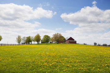 Fototapeta na wymiar Yellow flowers in a field with a row of trees and red barn.