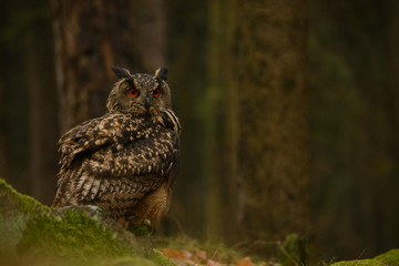 eurasian eagle-owl