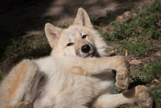 young wolf