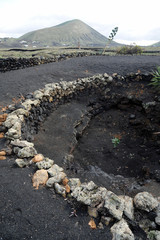 Figuier dans zoco au Mus&eacute;e du Vin El Grifo &agrave; Lanzarote