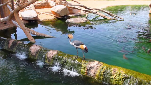 Crowned crane walking on dam. Biopark, Valencia, Spain
