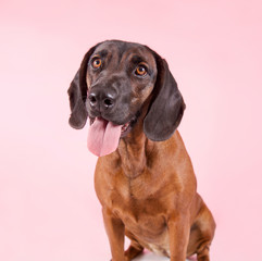 Brauner Hund vor rosa