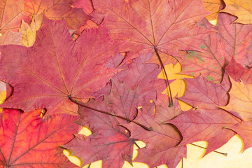 autumn background with orange and redmaple leaves. Outdoor.