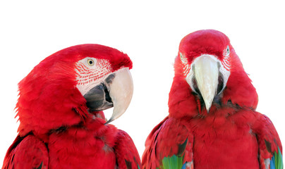 Fototapeta premium Two Parrots