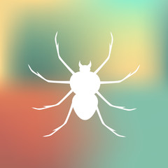 Spider icon