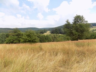 Meadow and forest