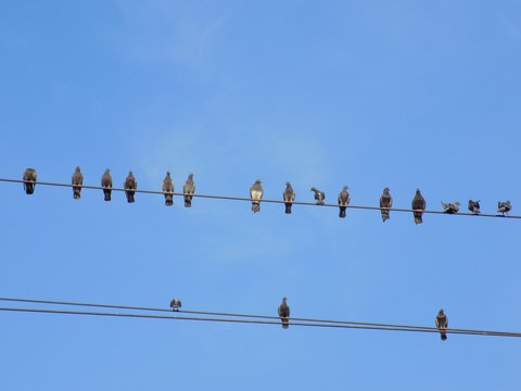 Pigeons on power line cable