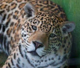 Fototapeta na wymiar jaguar portait