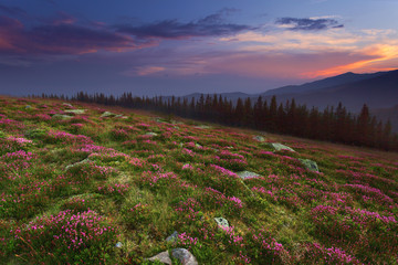 Idyllic wild flower meadow at mountain sunset