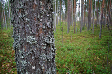 autumnal  dense forest landscape