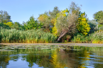  landscape image of a large river shore vegetation