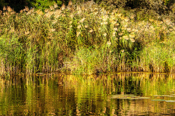 Landscape image of a small river reedy and old trees