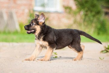 German shepherd puppy playing in the yard
