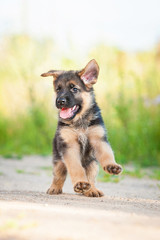 Happy german shepherd puppy running