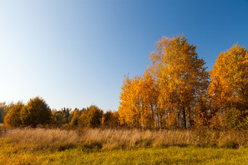 Fototapeta premium Golden fall