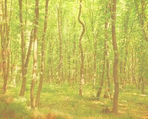 vintage forest background