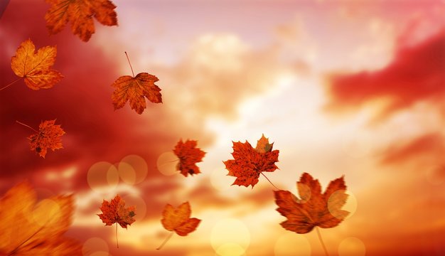 Composite image of autumn leaves pattern