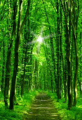 beautiful green forest