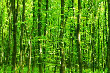 beautiful green forest