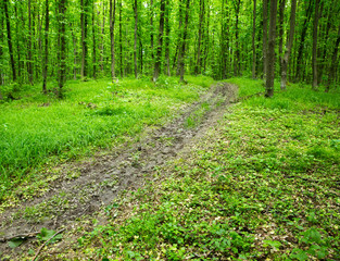 forest trees