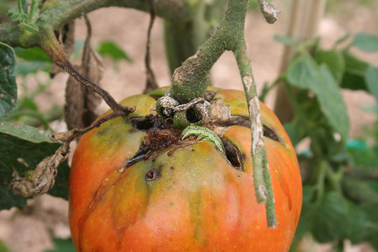 pomodoro infestato da bruco