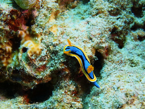 True sea slug, Island Bali