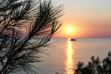 Fototapeta na wymiar Pine needles on background of sea at sunset