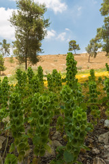Fototapeta na wymiar flowers growing in the desert