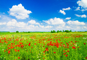 Vivid poppy field