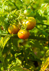 Fresh organic tomatoes