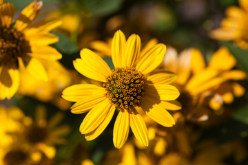 yellow blooming flowers