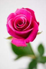 薔薇の花
