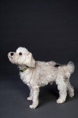 Dog on Gray Background