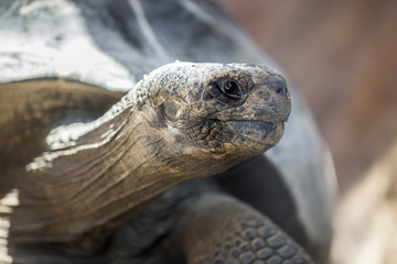 Fototapeta premium Galapagos giant tortoise