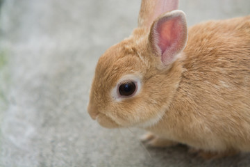 ウサギのポートレート
