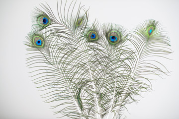 Fototapeta premium Peacock feathers, isolated on white background