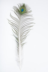 Peacock feathers, isolated on white background