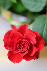 薔薇の花