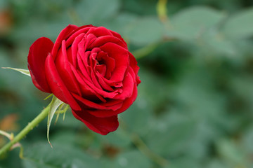 薔薇の花